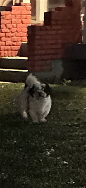 Shelter Stray Male Dog last seen Near, 5001 E Raymond St, Indianapolis, IN 46203, USA