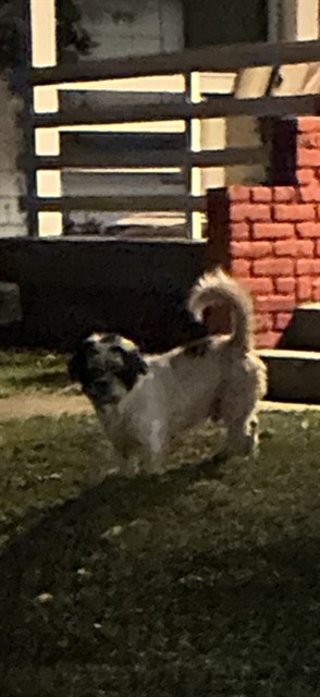 Shelter Stray Male Dog last seen Near, 5001 E Raymond St, Indianapolis, IN 46203, USA