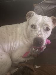 Lost Female Dog last seen Herald square and. Elle park, Houston, TX 77099