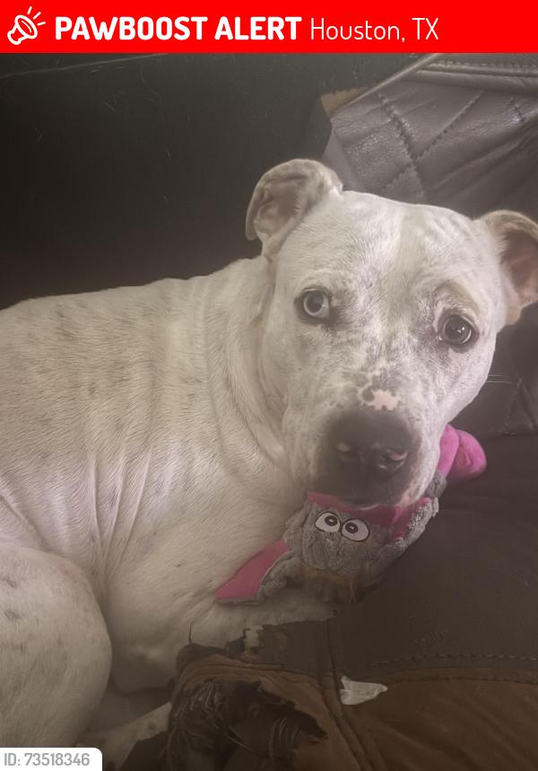 Lost Female Dog last seen Herald square and. Elle park, Houston, TX 77099