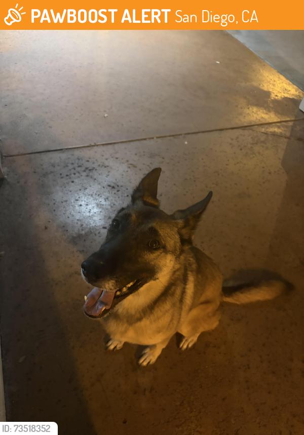 Found/Stray Female Dog last seen Near eleven el cajón blvd, San Diego, CA 92104