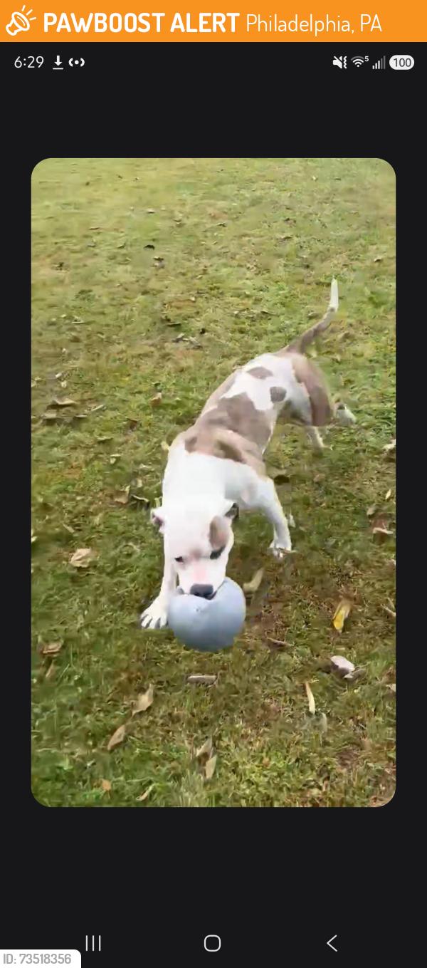 Found/Stray Male Dog last seen 28th Street & Vare avenue, Philadelphia, PA 19145