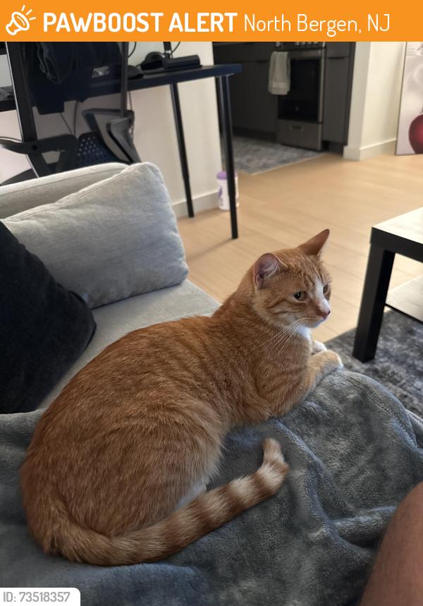 Found/Stray Male Cat last seen By 87th street north Bergen but since taken him in., North Bergen, NJ 07047