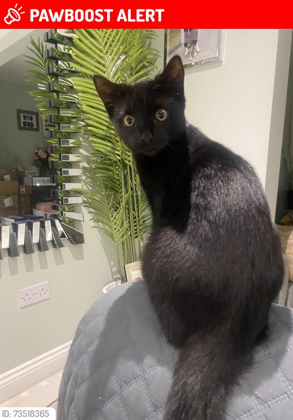 Lost Male Cat last seen Hinchley road, Greater Manchester, England M9 7FG