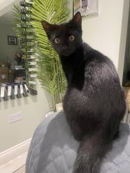 Lost Male Cat last seen Hinchley road, Greater Manchester, England M9 7FG