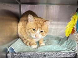 Shelter Stray Male Cat last seen Near W Adam Clayton Powell Avenue, NEW YORK, NY, 10030, 326 E 110th St, New York, NY 10029, USA