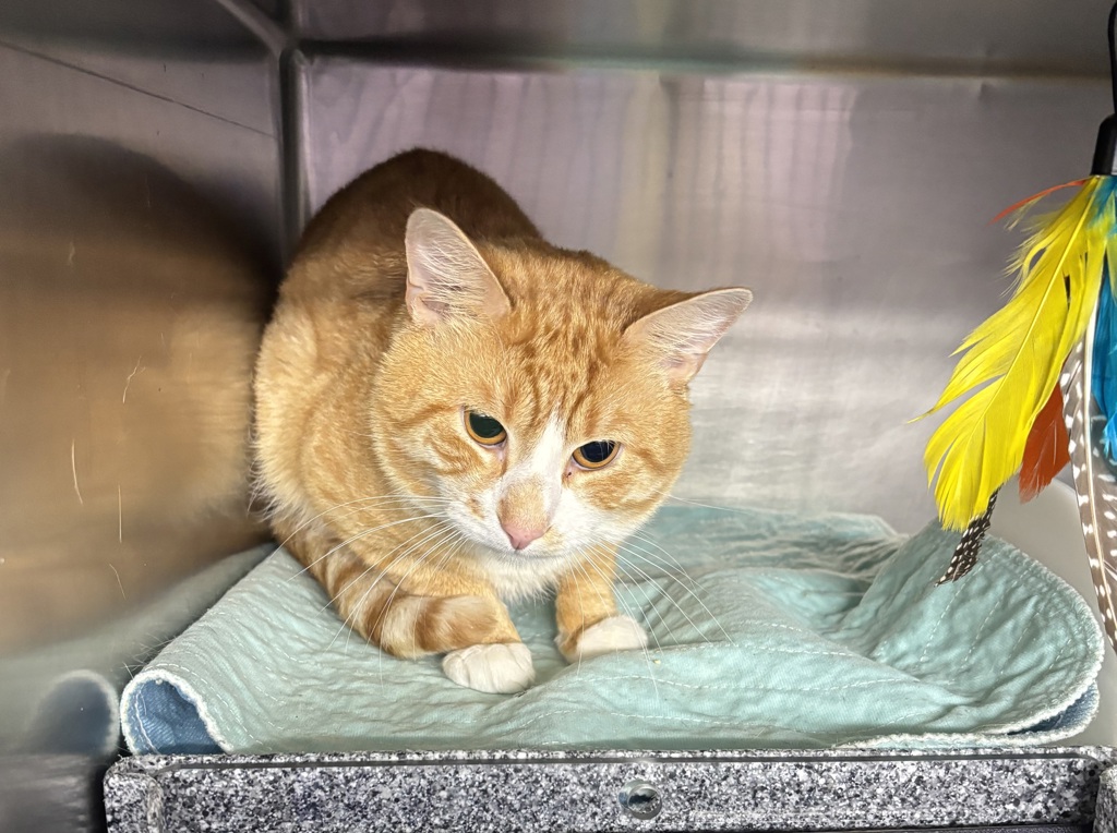 Shelter Stray Male Cat last seen Near W Adam Clayton Powell Avenue, NEW YORK, NY, 10030, 326 E 110th St, New York, NY 10029, USA