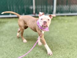 Shelter Stray Female Dog last seen Near W 144 Street, NEW YORK, NY, 10030, 326 E 110th St, New York, NY 10029, USA