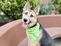 Shelter Stray Female Dog last seen Atlantic Av, BROOKLYN, NY, 11207, 326 E 110th St, New York, NY 10029, USA