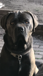 Lost Male Dog last seen Near Inverness St, Kalorama, VIC 3766