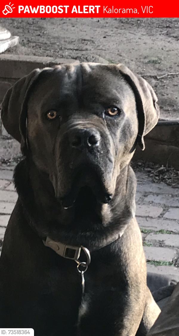 Lost Male Dog last seen Near Inverness St, Kalorama, VIC 3766