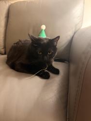 Lost Female Cat last seen Thamien park, Santa Clara, CA 95054
