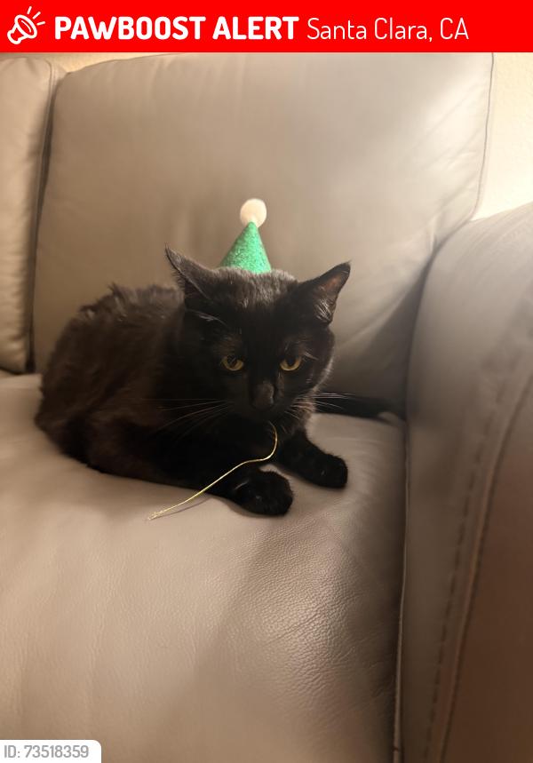 Lost Female Cat last seen Thamien park, Santa Clara, CA 95054