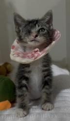 Shelter Stray Male Cat last seen Near Oceanview Boulevard, San Diego, CA, 92113, 5500 Gaines St, San Diego, CA 92110, USA