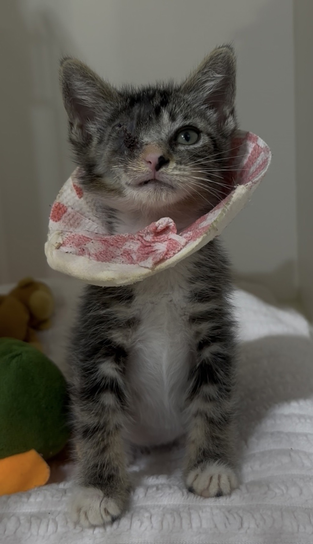 Shelter Stray Male Cat last seen Near Oceanview Boulevard, San Diego, CA, 92113, 5500 Gaines St, San Diego, CA 92110, USA