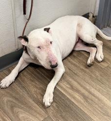 Shelter Stray Female Dog last seen Near Old Memory Lane, San Diego, CA, 92114, 5500 Gaines St, San Diego, CA 92110, USA
