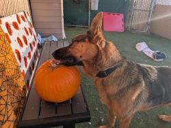 Shelter Stray Male Dog last seen Beech Avenue, Carlsbad, CA, 92008, Oceanside, CA 92058, USA