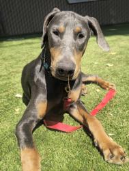 Shelter Stray Male Dog last seen Crystal Springs Place, Escondido, CA, 92026, Escondido, CA 92027, USA