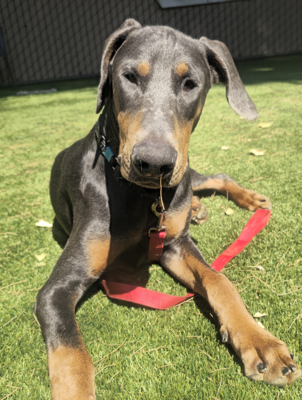 Shelter Stray Male Dog last seen Crystal Springs Place, Escondido, CA, 92026, Escondido, CA 92027, USA