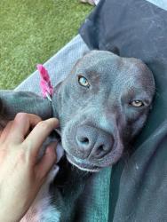 Shelter Stray Male Dog last seen Near Alvin Street, San Diego, CA, 92114, El Cajon, CA 92020, USA