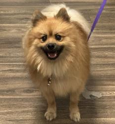 Shelter Stray Male Dog last seen Ulric Street, San Diego, CA, 92111, 5500 Gaines St, San Diego, CA 92110, USA