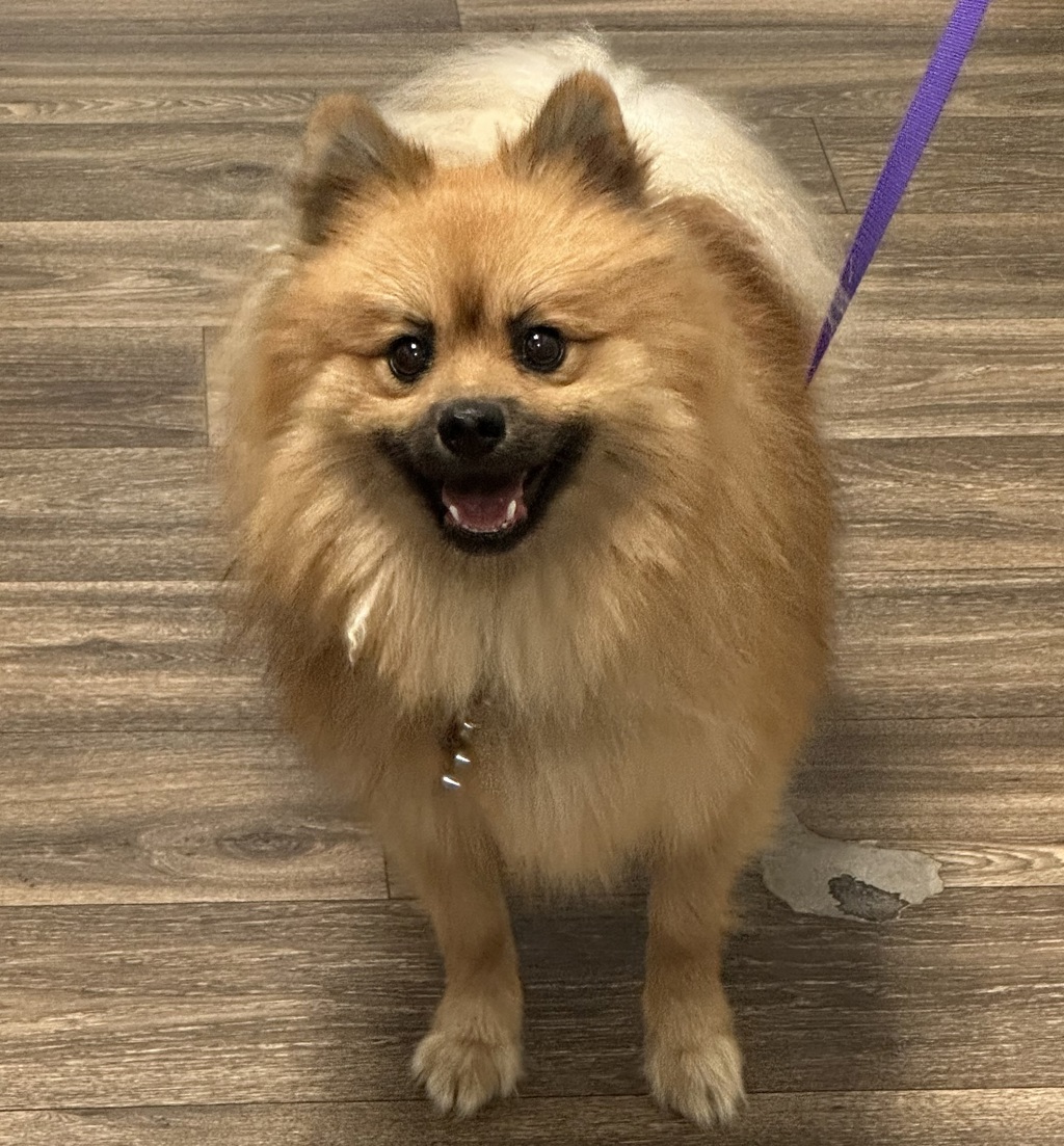 Shelter Stray Male Dog last seen Ulric Street, San Diego, CA, 92111, 5500 Gaines St, San Diego, CA 92110, USA