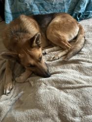 Shelter Stray Male Dog last seen Near Harlan Circle, San Diego, CA, 92114, 5500 Gaines St, San Diego, CA 92110, USA