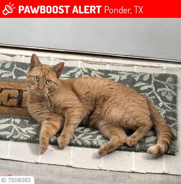 Lost Male Cat last seen Palmer ln, Ponder, TX 76259
