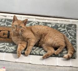 Lost Male Cat last seen Palmer ln, Ponder, TX 76259
