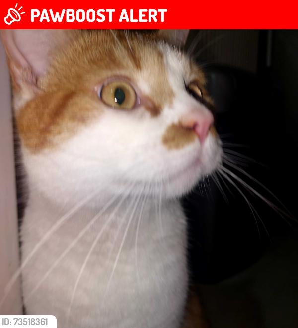 Lost Male Cat last seen Princess way ____victoria drive, Greater London, England SW19 6JQ