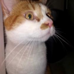 Lost Male Cat last seen Princess way ____victoria drive, Greater London, England SW19 6JQ