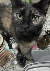Lost Female Cat last seen Pelican Pass, San Antonio, TX 78221