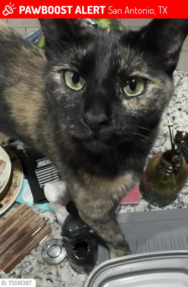 Lost Female Cat last seen Pelican Pass, San Antonio, TX 78221
