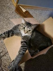 Lost Male Cat last seen Canal road, Susquehanna trail, Conewago Township, PA 17404