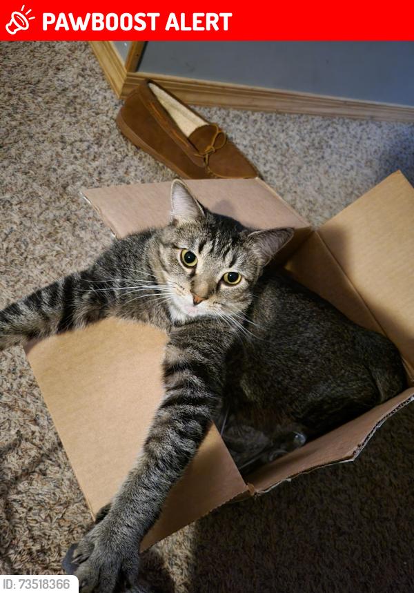Lost Male Cat last seen Canal road, Susquehanna trail, Conewago Township, PA 17404