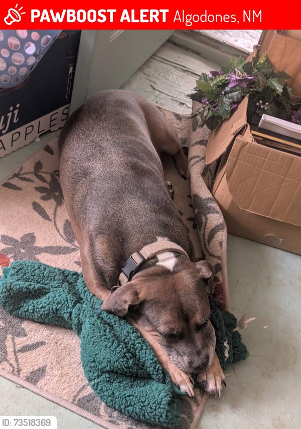 Lost Female Dog last seen Los colonias, Algodones, NM 87001