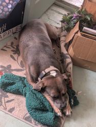 Lost Female Dog last seen Los colonias, Algodones, NM 87001