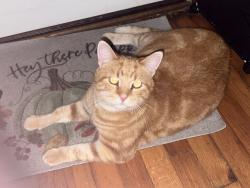 Reunited Male Cat last seen Weymeyer drive, Columbia, MO 65202