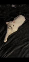 Lost Female Cat last seen Near manor Ave munster in, Munster, IN 46321