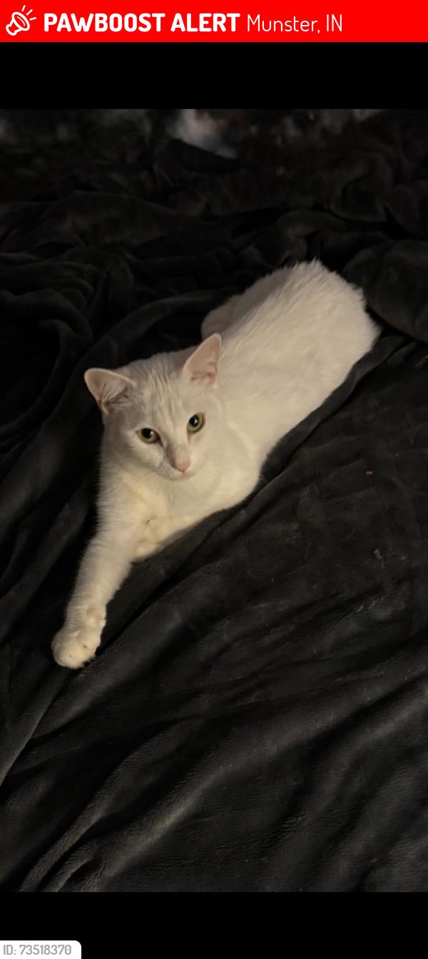 Lost Female Cat last seen Near manor Ave munster in, Munster, IN 46321