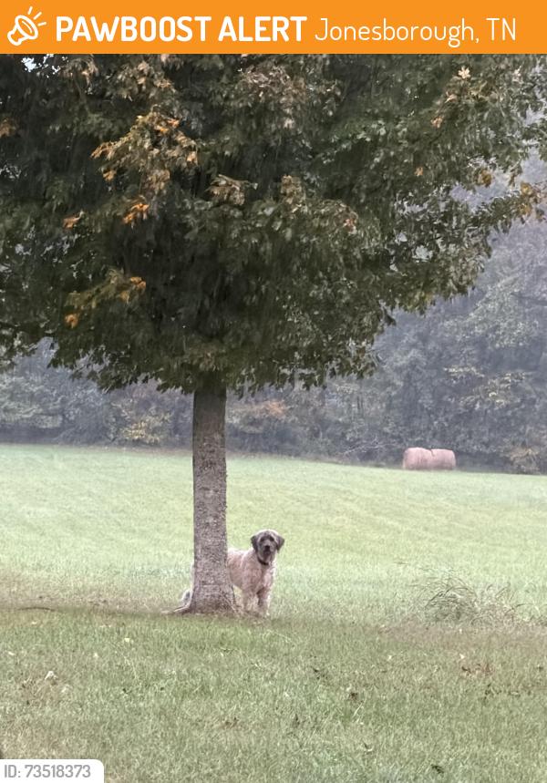 Found/Stray Unknown Dog last seen Jonesborough, Jonesborough, TN 37659