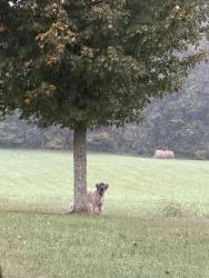 Found/Stray Unknown Dog last seen Jonesborough, Jonesborough, TN 37659