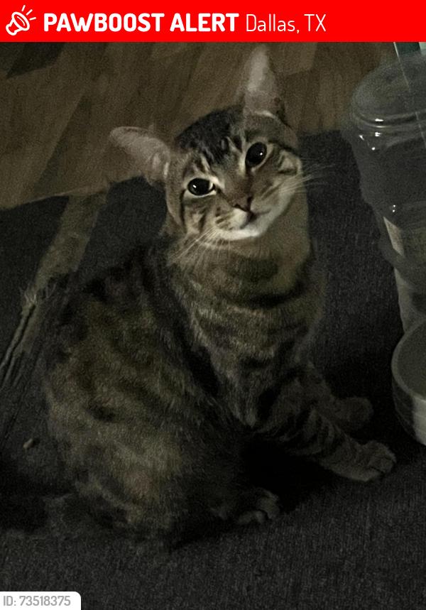 Lost Male Cat last seen Near Gaston ave 75246 apt 106, Dallas, TX 75246