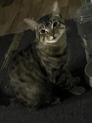 Lost Male Cat last seen Near Gaston ave 75246 apt 106, Dallas, TX 75246