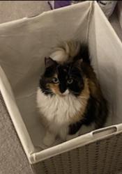 Reunited Female Cat last seen Franklin Farm, Herndon, VA 20171