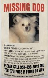 Lost Male Dog last seen Near nw 31 ave, Miami, FL 33125