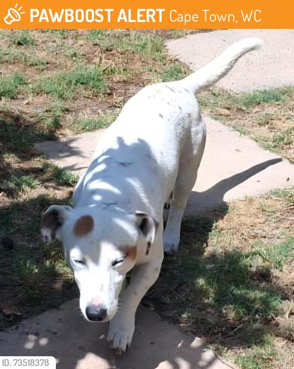 Found/Stray Male Dog last seen Brackenfell blvd, Cape Town, WC 7579