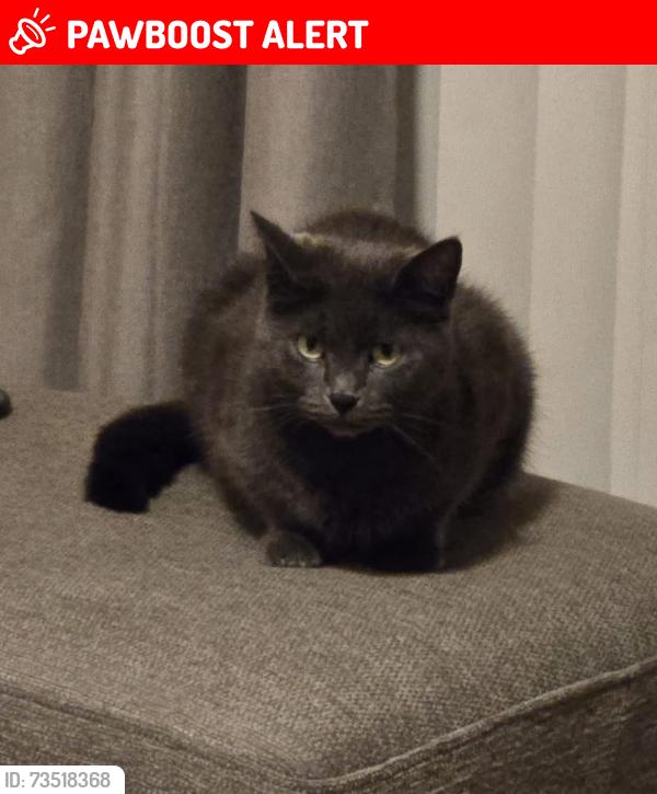 Lost Female Cat last seen Lady Lane audenshaw, Audenshaw, England 