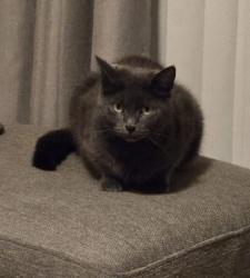 Lost Female Cat last seen Lady Lane audenshaw, Audenshaw, England 