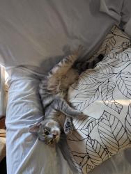 Reunited Male Cat last seen Colgate Drive/ Rolling Hills Road, Fayetteville, NC 28304